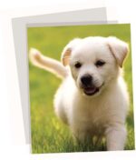 Fellowes Apex Confezione da 100 buste per plastificazione A3 - 125 micron - Finitura di alta qualità - Trasparenti - immagine 2