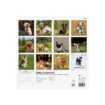 Finocam Calendario de Pared Internacional - Anual 2026 - Imagenes Variadas - 311x5x305mm - Tematica de Perros - immagine 4