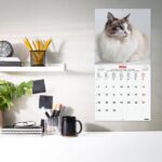 Finocam Calendario de Pared Internacional - Anual 2026 - Imagenes Variadas - 311x5x305mm - Tematica de Gatos - immagine 2