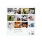 Finocam Calendario de Pared Internacional - Anual 2026 - Imagenes Variadas - 311x5x305mm - Tematica de Gatos - immagine 4