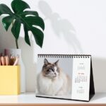 Finocam Calendario de Sobremesa Internacional - Anual 2026 - Imagenes Variadas - 210x70x155mm - Tematica de Gatos - immagine 3