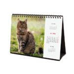 Finocam Calendario de Sobremesa Internacional - Anual 2026 - Imagenes Variadas - 210x70x155mm - Tematica de Gatos - immagine 5