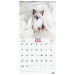 Finocam Calendario de Pared - Anual 2026 - Imagenes Variadas - 300x300mm - Espacio para Escribir - Tematica de Gatos - immagine 3