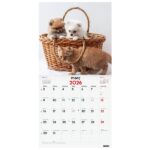 Finocam Calendario de Pared en Catalan - Anual 2026 - Imagenes Variadas - 300x300mm - Espacio para Escribir - Tematica de Perros y Gatos - immagine 3