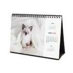 Finocam Calendario de Sobremesa en Catalan - Anual 2026 - Imagenes Variadas - Espacio para Escribir - Tematica de Gatos - immagine 5