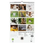 Finocam Calendario de Pared en Catalan - Anual 2026 - Imagenes Variadas - con Espiral - Espacio para Escribir - Tematica de Gatos - immagine 4